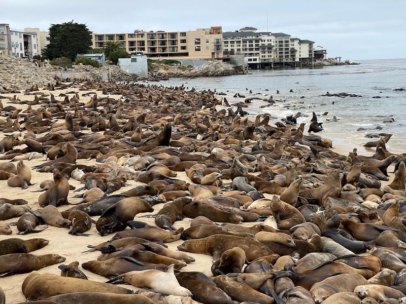 A Beach Full Of Sea Lions