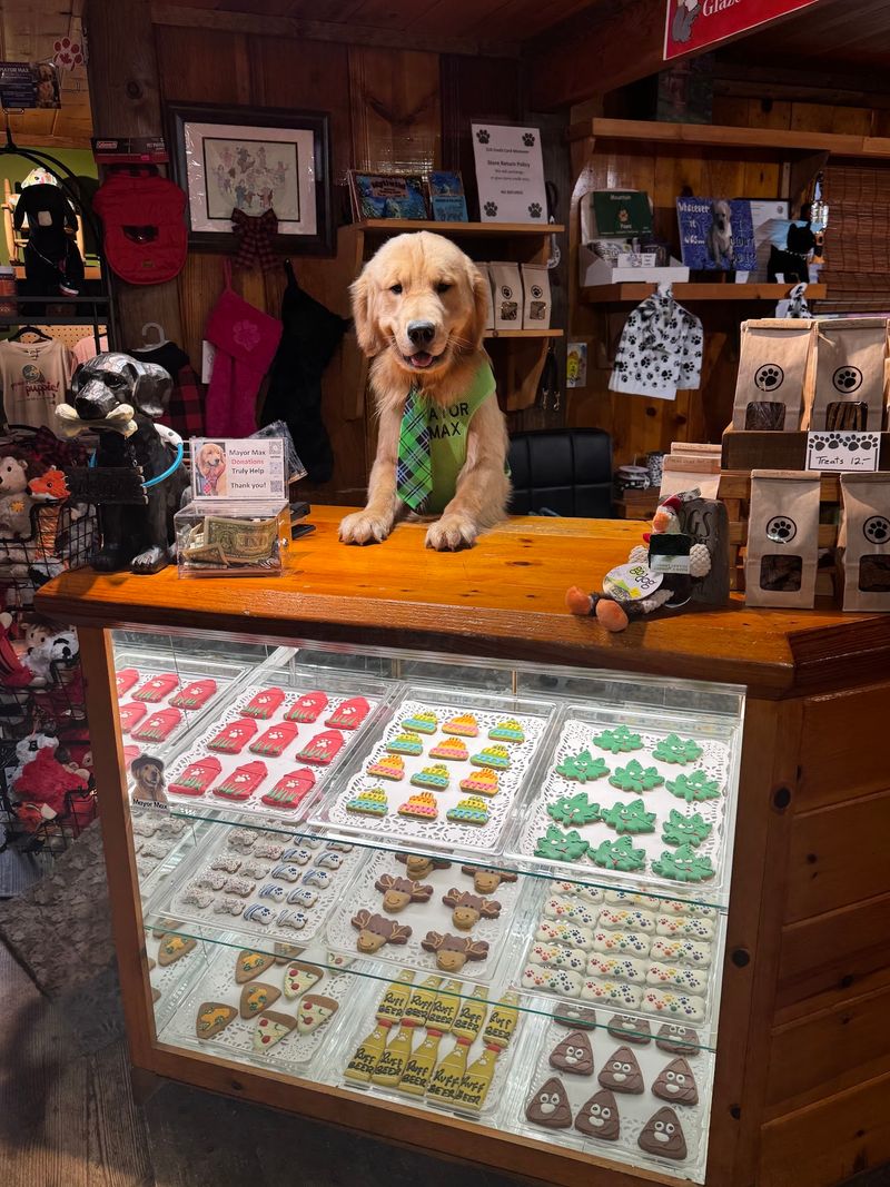 The Mayor Is Literally A Golden Retriever