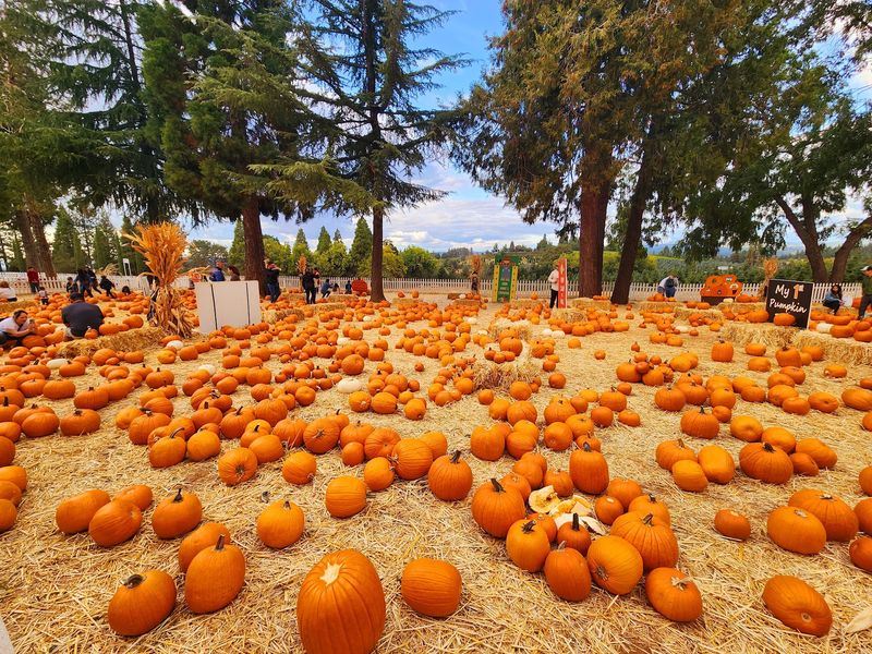 Walk Through The Pumpkin Patch