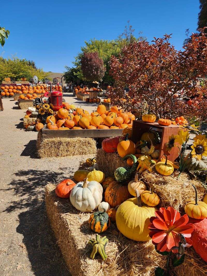 More Than 120 Pumpkin, Gourd And Squash Varieties