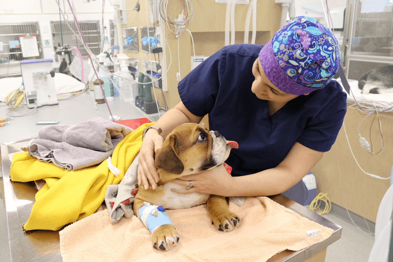 Advanced Veterinary Care Happens Around The Clock
