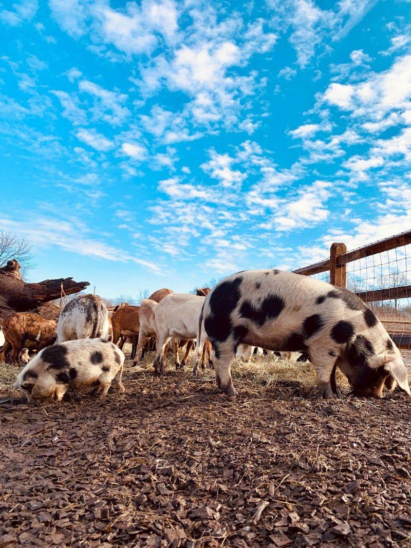 Rescued Animals Give This Farm Its Heart