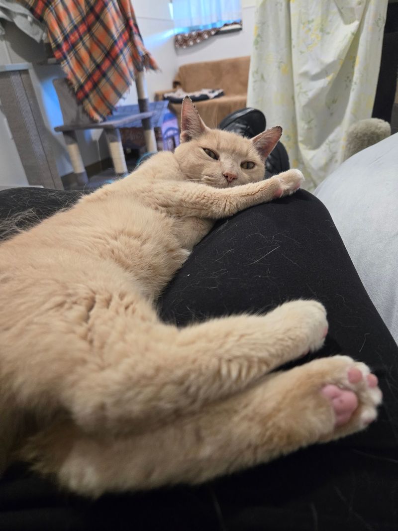 This Connecticut Cat Sanctuary Gives Rescued Kitties A Safe Place While They Wait For Forever Homes - Decor Hint Rescued Cats Get A Home-Like Place To Stay