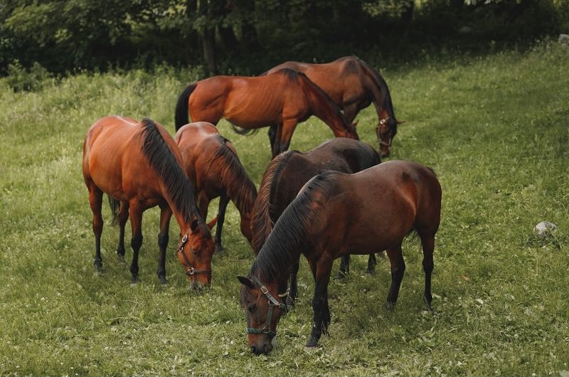 This Connecticut Farm Lets You Spend An Afternoon Grooming And Bonding With Horses - Decor Hint Quiet Farm Visits Put Horses At The Center