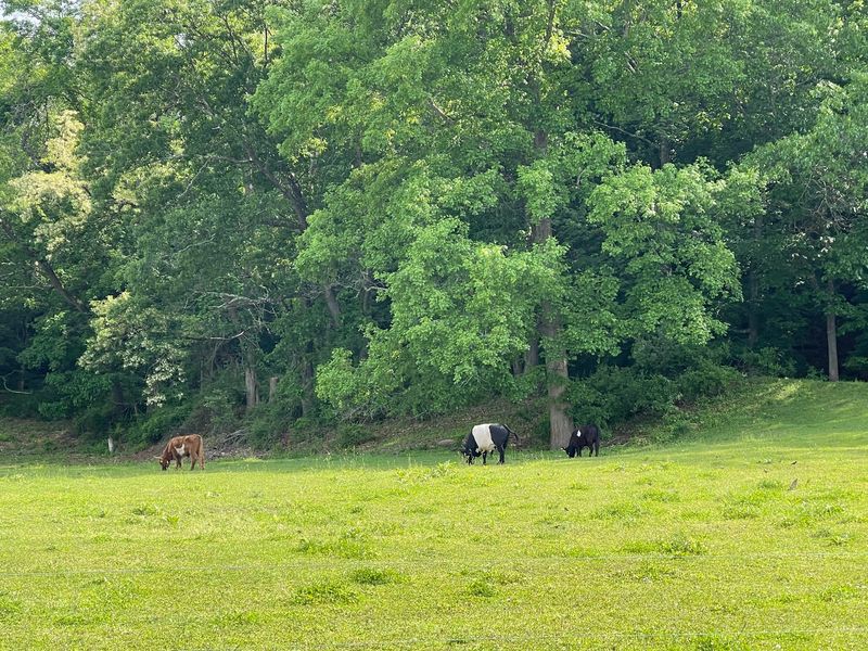 Pasture-Raised Meats Come Straight From The Farm