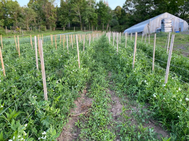 Generations Of Farming Still Shape The Place