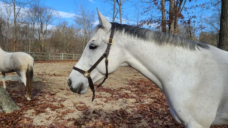 Second Chances Shape Everything At This Horse Rescue
