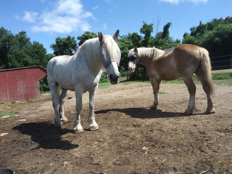 Gentle Giants Get A Fresh Start
