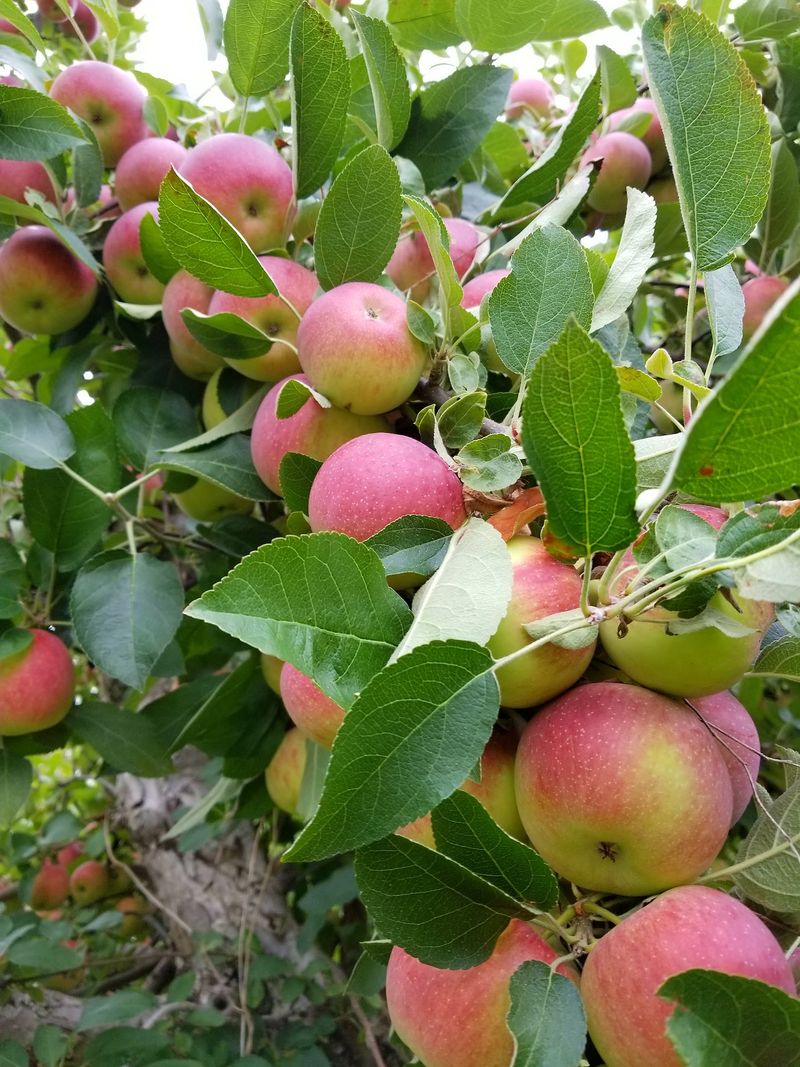 Fall Traditions Begin Among Acres Of Apple Trees
