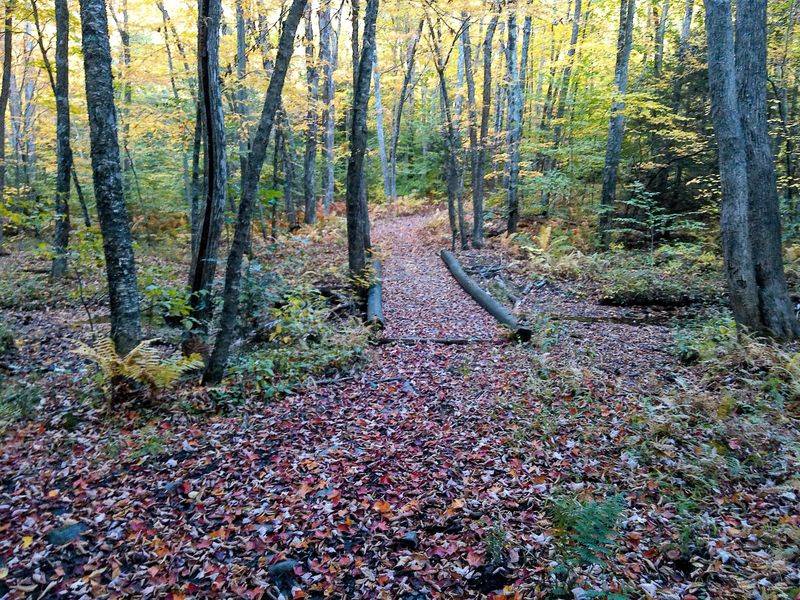 Forest Trails Climb Toward One Big Reward