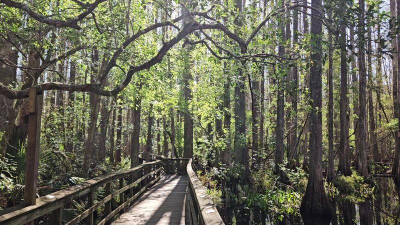 Where The Swamp Starts Just Off Hammock Road