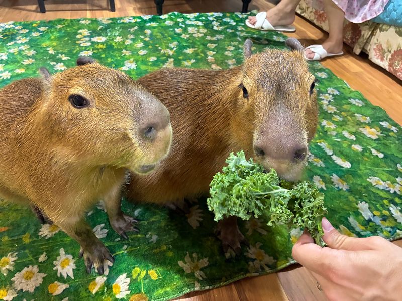Meet The Capybaras