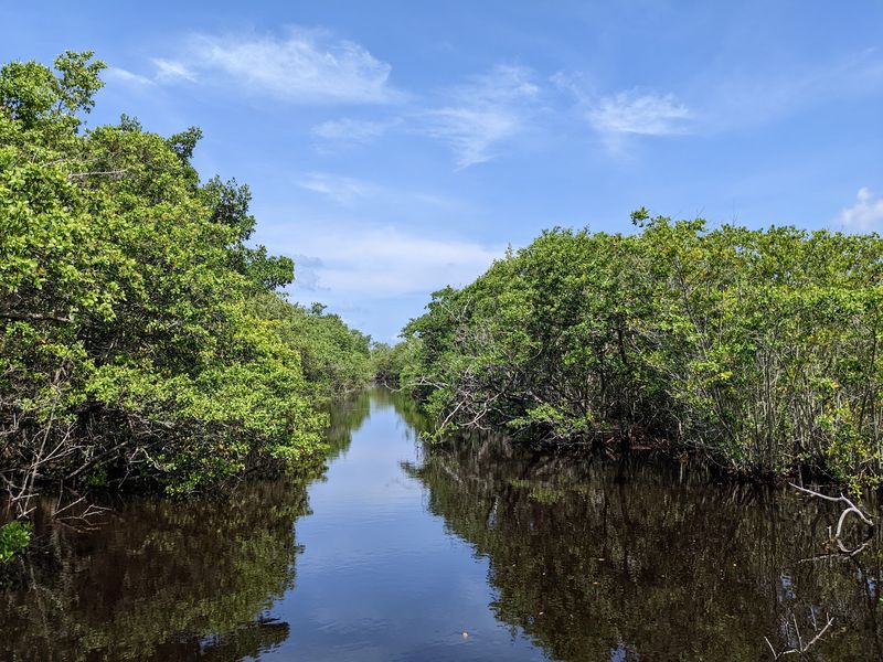 This Four-Mile Florida Wildlife Drive Takes You Past Roseate Spoonbills And Wild Wetlands - Decor Hint Where the Pavement Meets the Mangroves