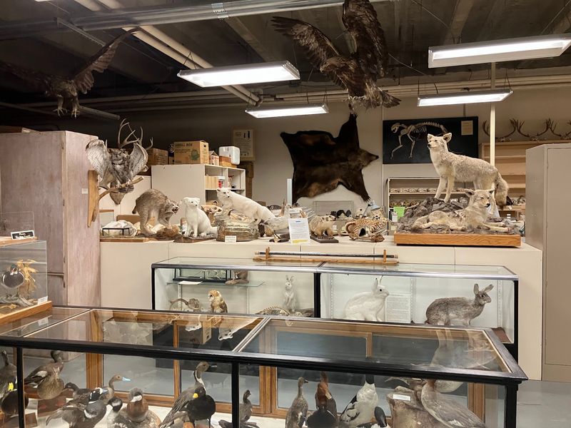 This Free Idaho Museum Is Packed With Fossils, Gemstones And Touch Zones Kids Never Forget - Decor Hint A Hidden Collection Beneath Boone Hall