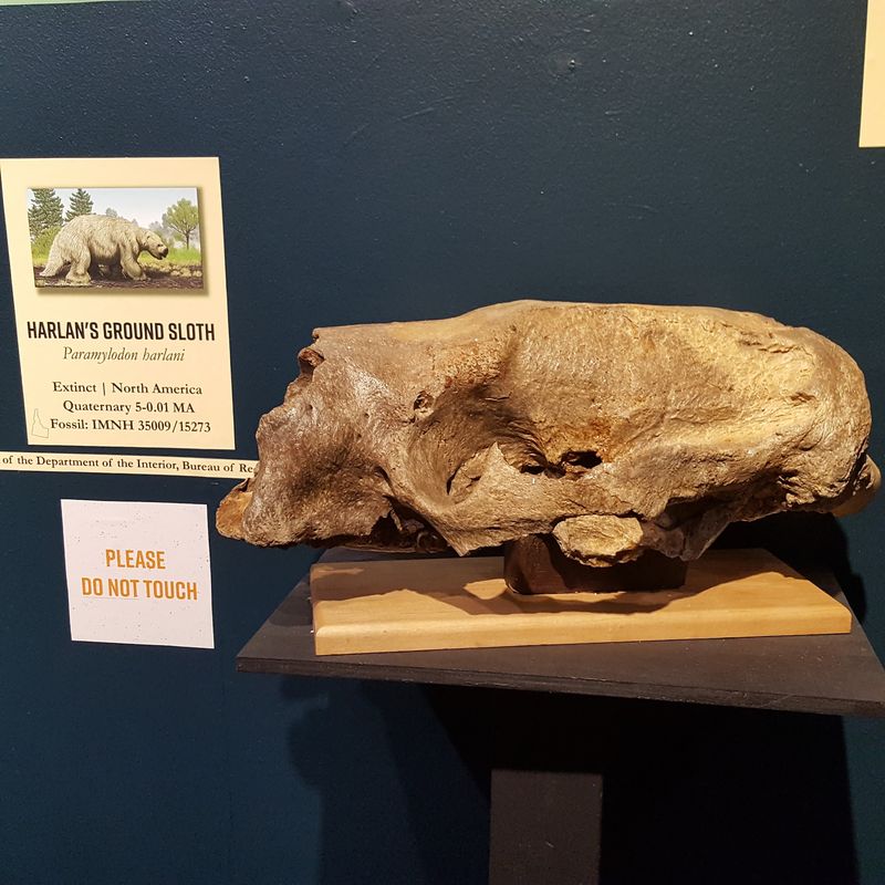 A Campus Museum With Deep Roots