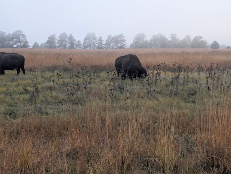 Where Cherry County Grass Meets A Bison Herd