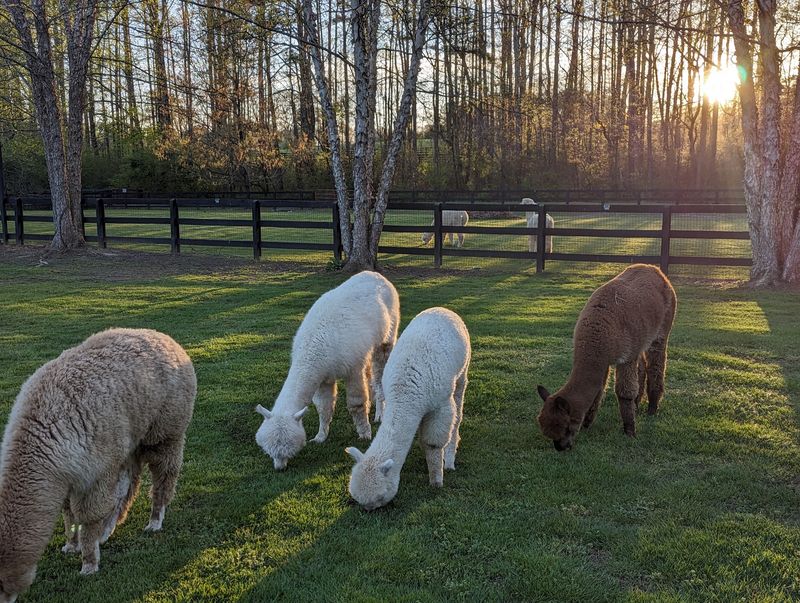 A Quiet Pasture Just Minutes From Atlanta