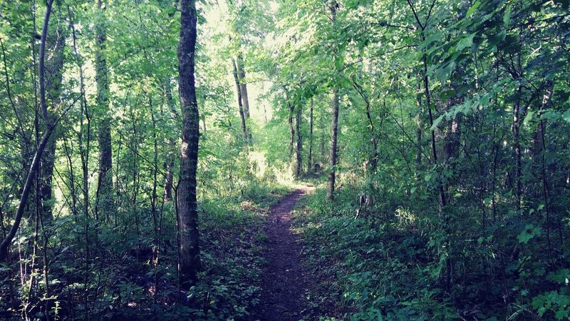 Where The Trail Begins