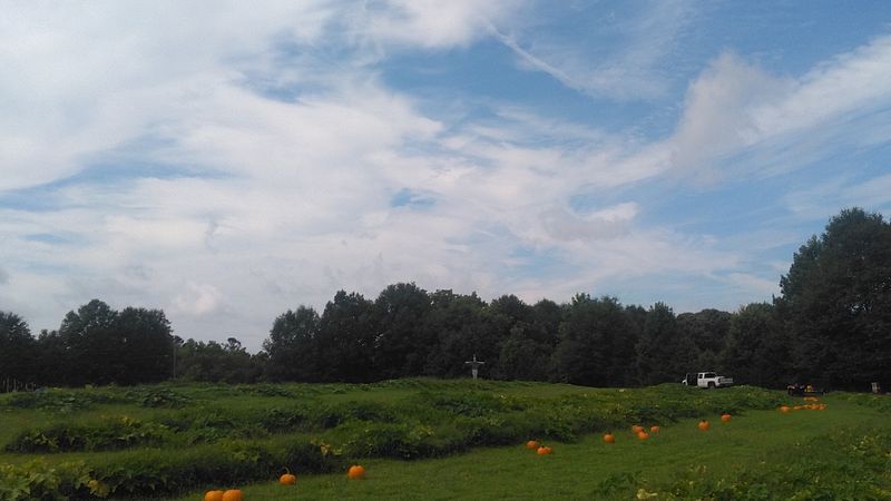 A Real Pick-Your-Own Field, Not A Staged Display