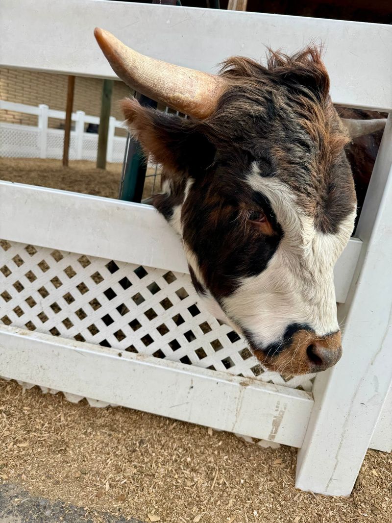 A Milk Route That Grew Roots