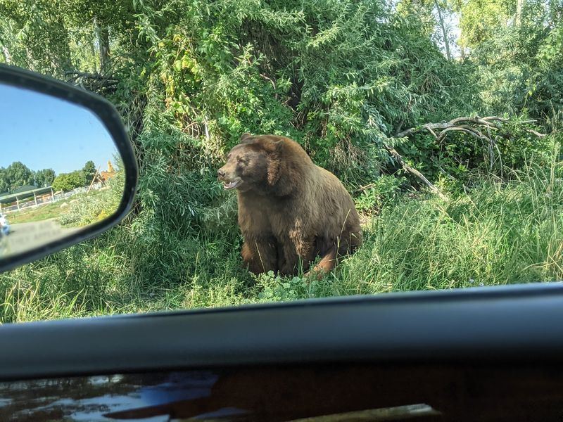A Safari You Drive Yourself