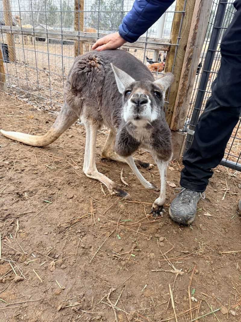 This Idaho Farm Lets You Get Up Close With Kangaroos, Highland Cows And More Than 300 Animals - Decor Hint Kangaroos Are The Last Thing Most Visitors Expect To Find On An Idaho Farm