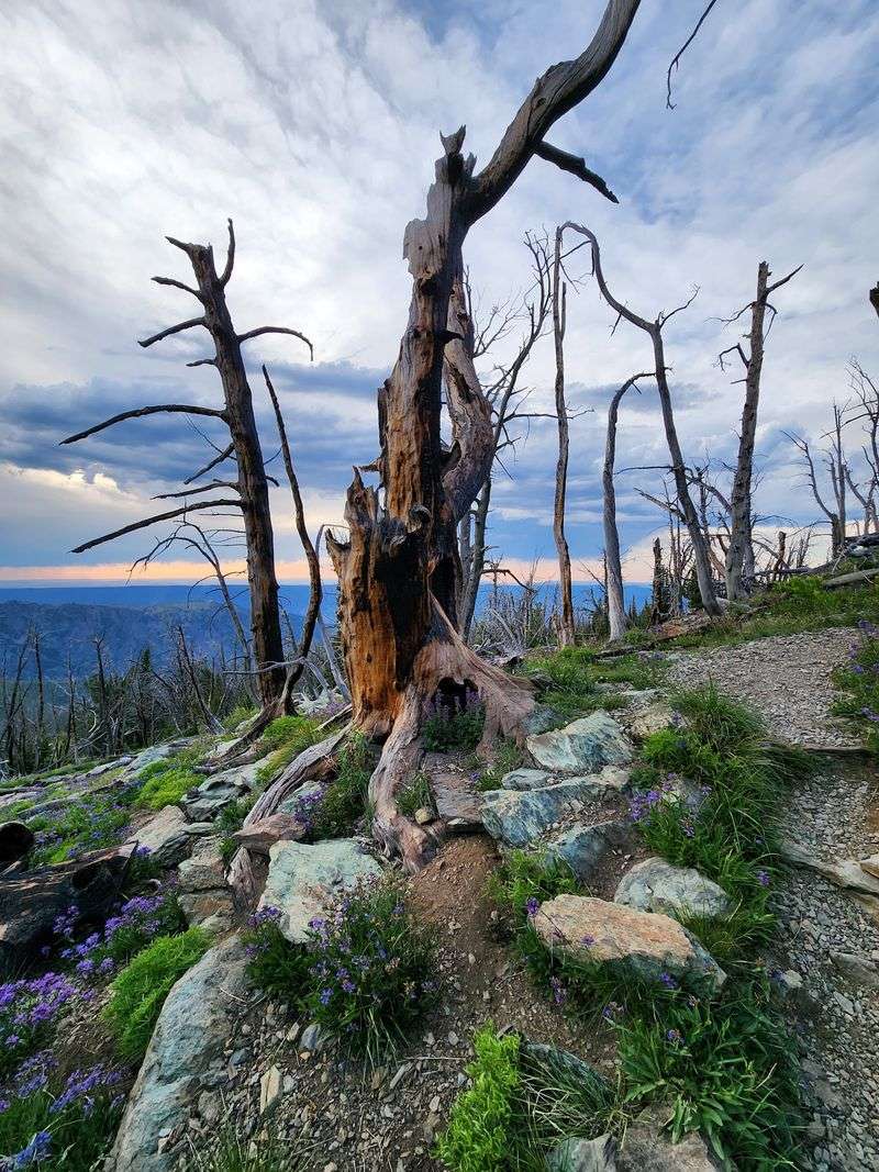 Walk Beneath Trees That Look Straight Out Of A Gothic Painting
