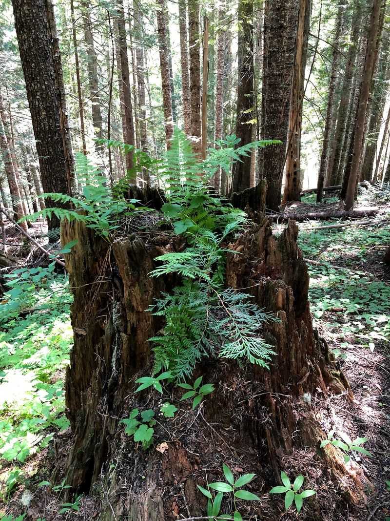 Hike Into The Forest To Find A Steam Donkey Left Behind By Loggers