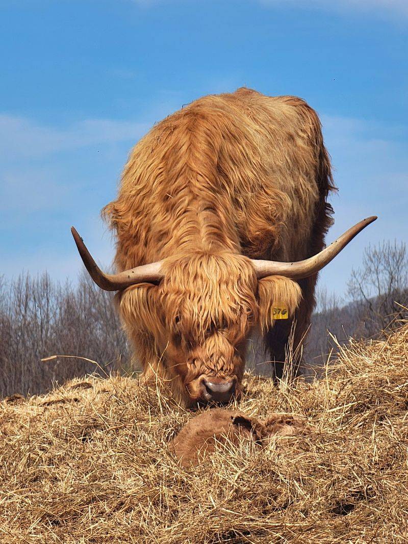 This North Carolina Farm Lets You Cuddle Fluffy Highland Cows For A Gentle Fall Escape - Decor Hint Fall Makes The Blue Ridge Mountain Setting Feel Even More Peaceful