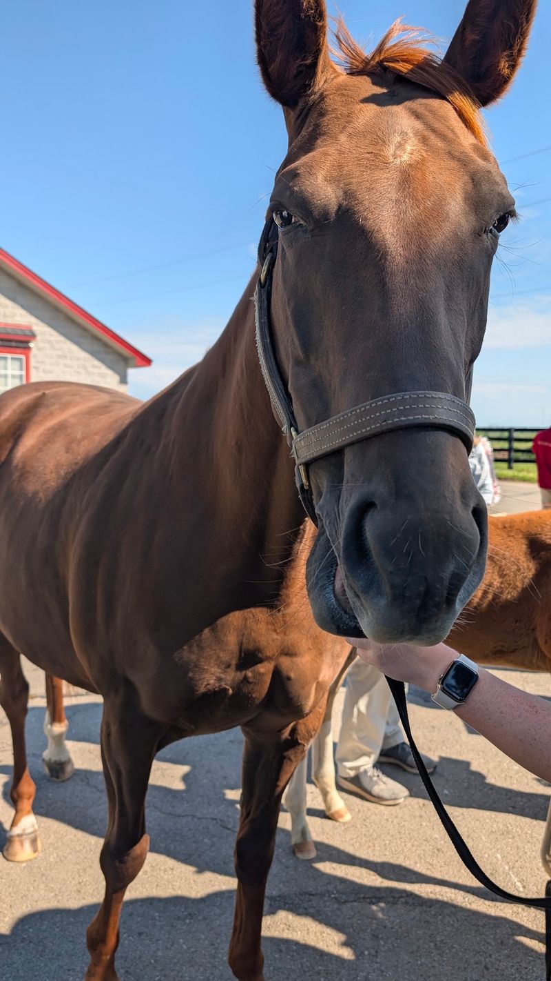 This Kentucky Farm Lets You Spend An Afternoon Grooming Horses In The Heart Of Bluegrass Country - Decor Hint A Brush, A Mare, And A Very Happy You