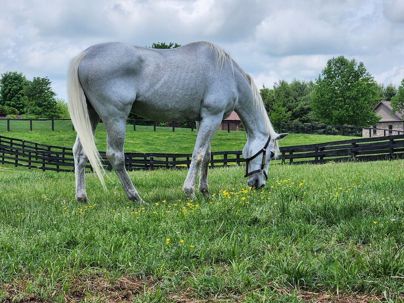 A Farm Where Champions Clock Out For Good