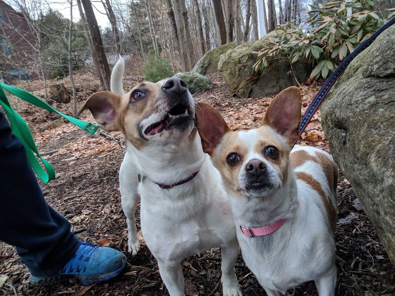 A Volunteer-Powered Haven For Homeless Pets
