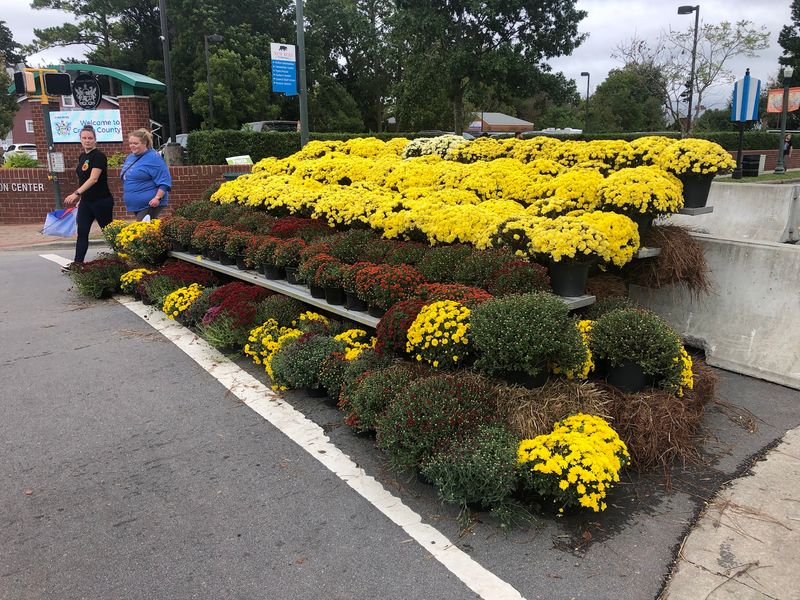 Thousands Of Blooming Mums Turn Downtown Into A Giant Fall Display