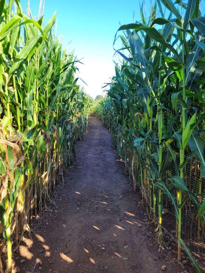 This Massive Connecticut Corn Maze Is Open For Fall And Getting Lost Is Half The Fun - Decor Hint Acres Of Corn Turn Fall Into An Adventure