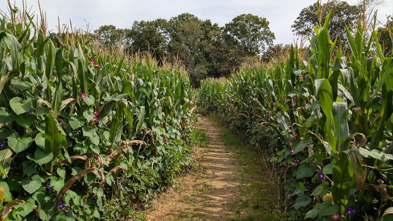 This Massive North Carolina Corn Maze Covers Six Acres And Has Been A Fall Tradition For 20 Years - Decor Hint Eight Acres Of Corn Turn Getting Lost Into The Main Attraction