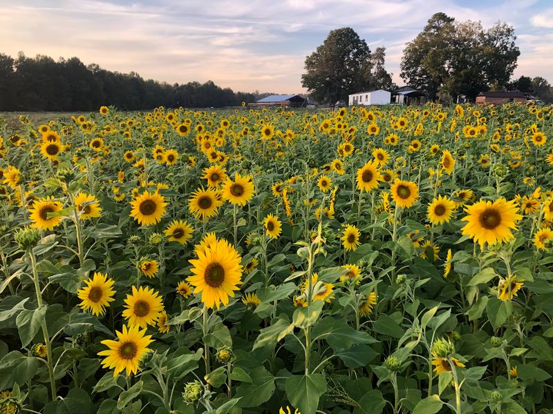 This Massive North Carolina Sunflower Wonderland Is A Must-Visit For Families Before Summer Ends - Decor Hint Rows Of Sunflowers Turn The Farm Into A Bright Late-Summer Escape