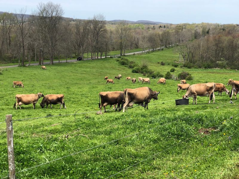 Farmstead Cheesemaking Starts Right With The Herd