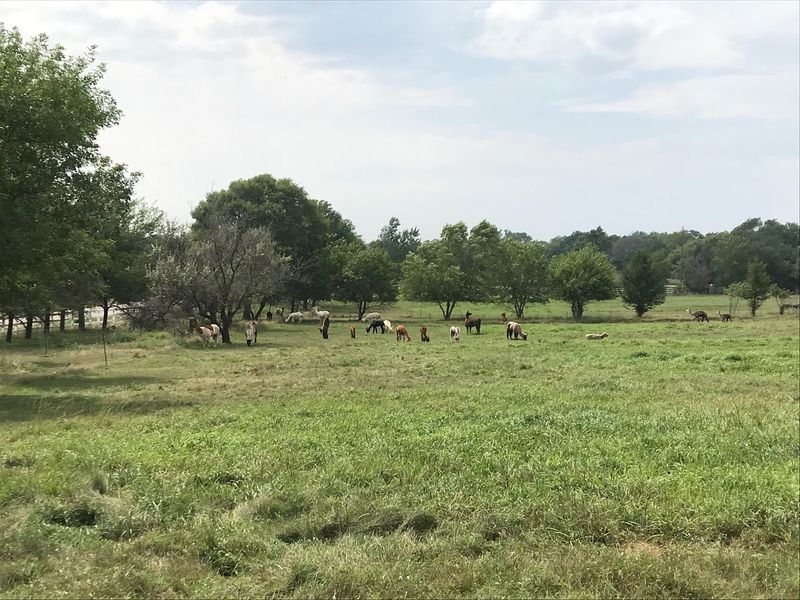 A Working Alpaca Farm on Lincoln's Eastern Edge