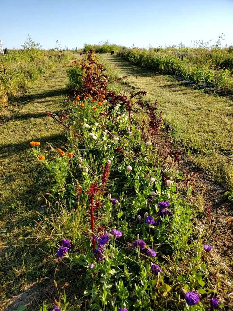 A Cutting Field on Davey Road