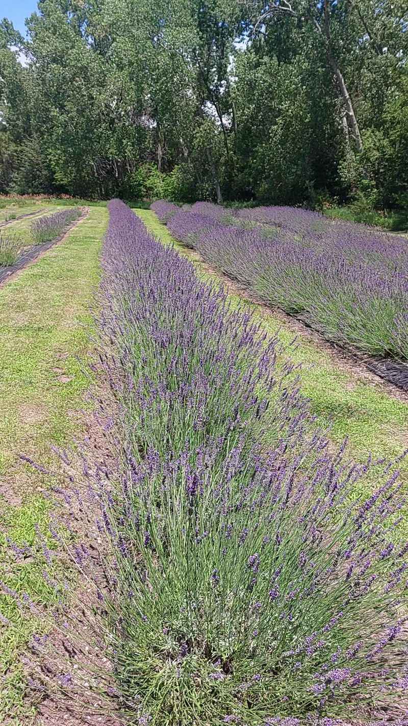 A Purple Field South of Lincoln