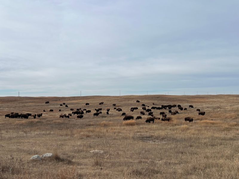 A Working Ranch on Highway 12 North of Valentine