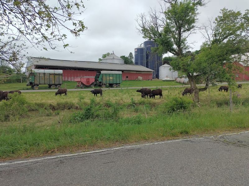 How A Dream Became Pasture
