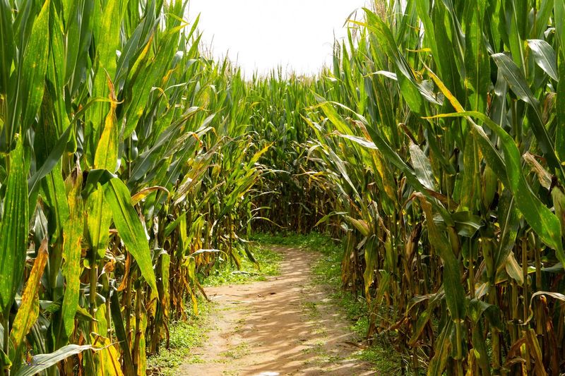 Try To Escape Five Acres Of Twisting Corn Before Your Crew Does