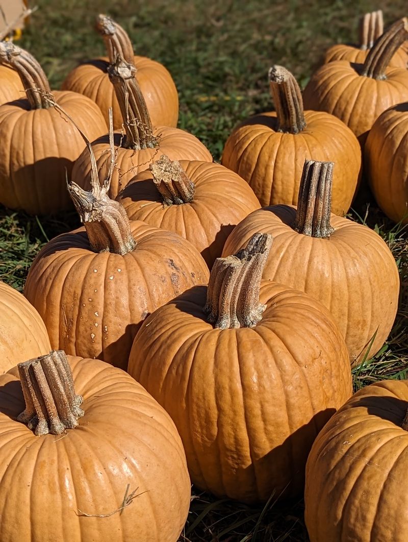 This North Carolina Fall Festival Literally Launches Pumpkins Through The Air - Decor Hint Watch Catapults And Trebuchets Launch Pumpkins Thousands Of Feet Through The Air