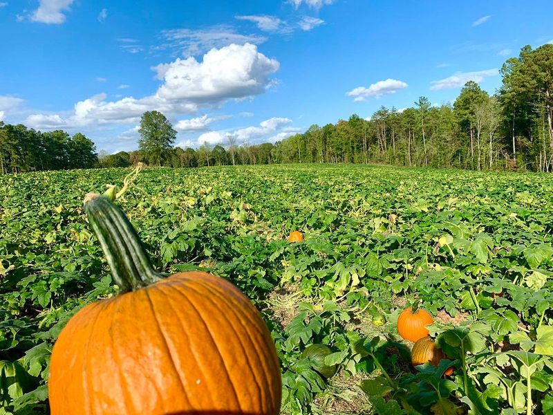 Ride A Hay Wagon Straight Into More Than 20 Acres Of Pumpkins