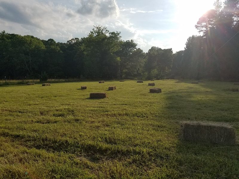 Hunt For Pawpaws In A Patch That Feels More Wild Than Orchard