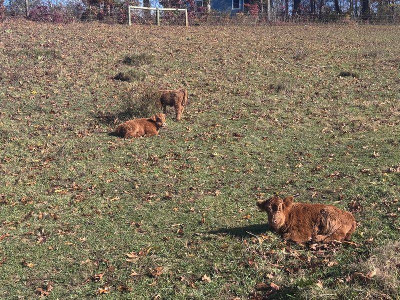 This North Carolina Farm Lets You Cuddle Fluffy Highland Cows For A Gentle Fall Escape - Decor Hint More Than 50 Acres Give These Fluffy Cows Plenty Of Room To Roam
