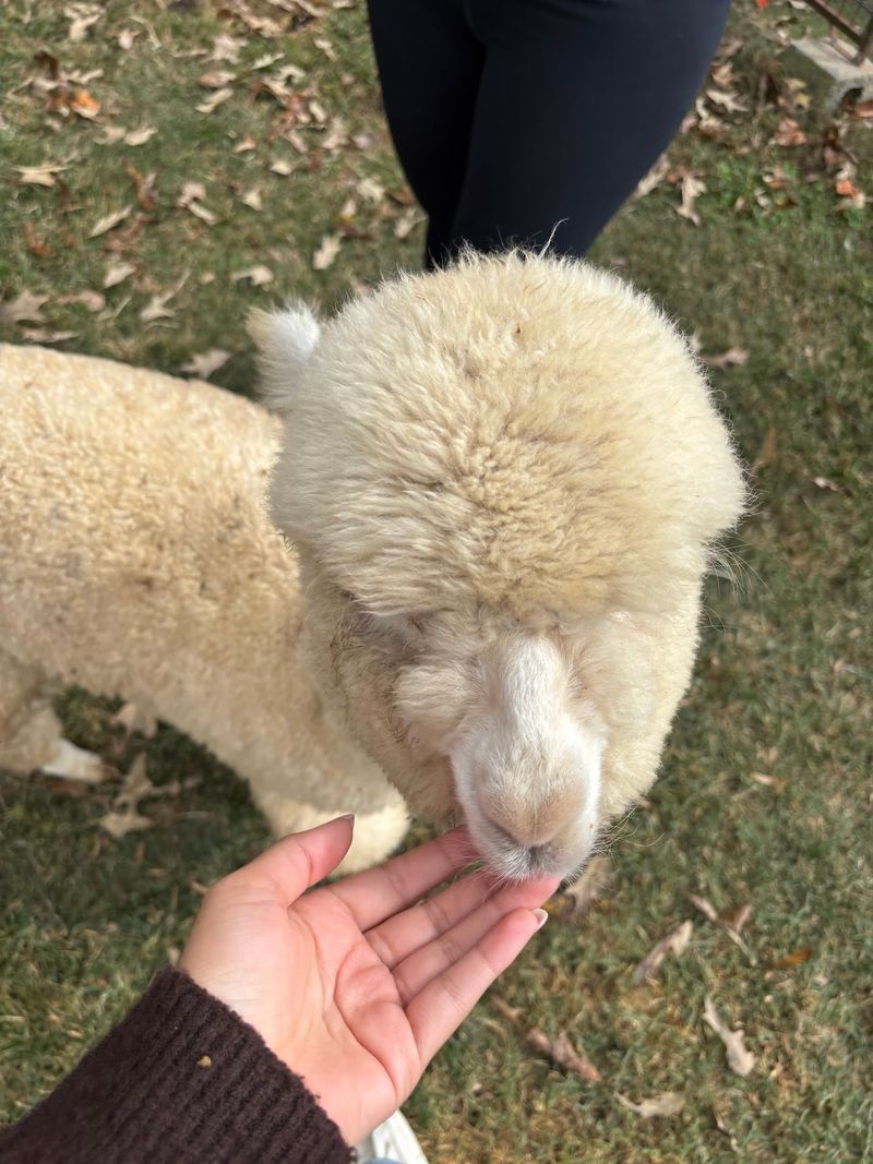 Hand-Feed Alpacas While They Wander Right Up To You