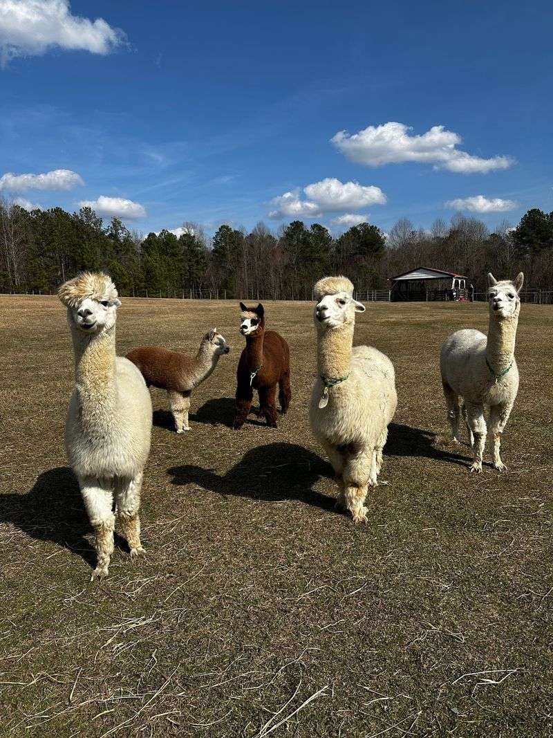 Fluffy Alpacas Show Off Haircuts That Give Every Animal Its Own Personality