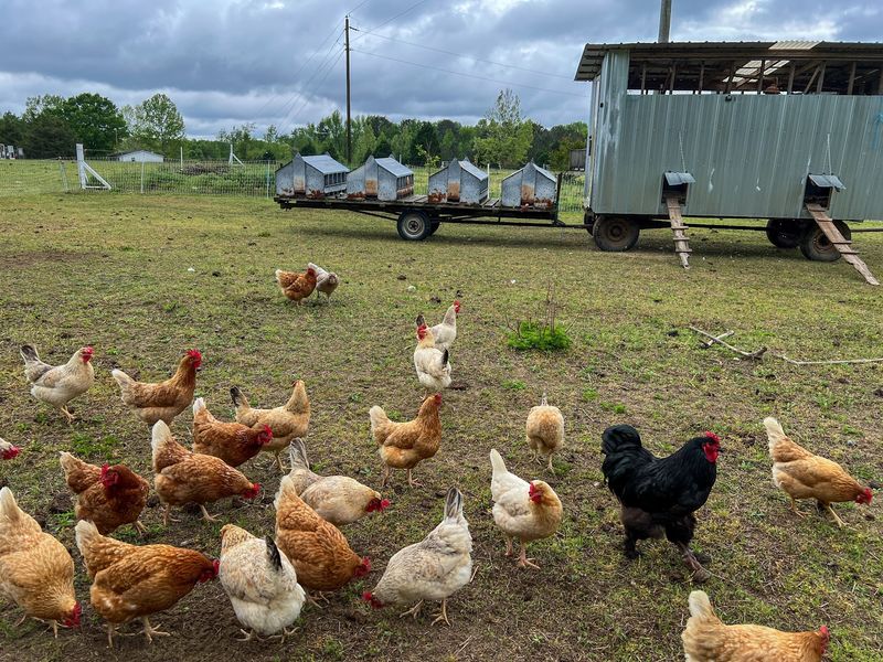 Choose From Grass-Fed Beef, Pasture-Raised Poultry, And Forest-Raised Pork